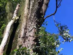 bomen rooien in Landerd